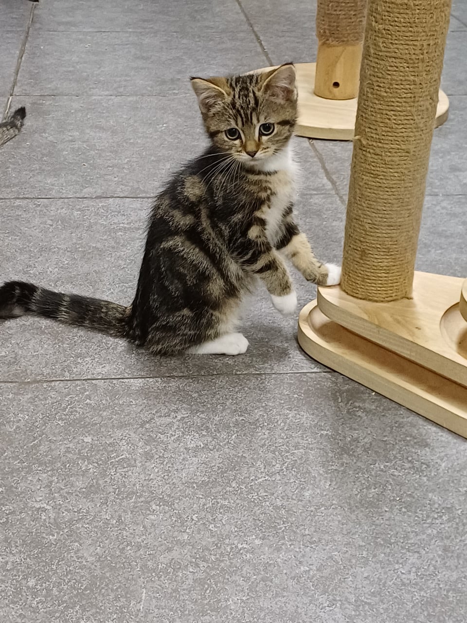 Prachtig Brits Korthaar x Ragdoll katertje beschikbaar.