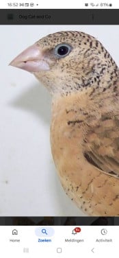 Bandvink pop