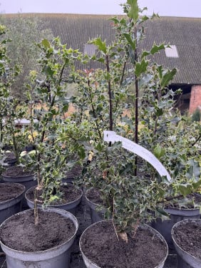 Ilex Aquifolium, Hulst 60/80 cm