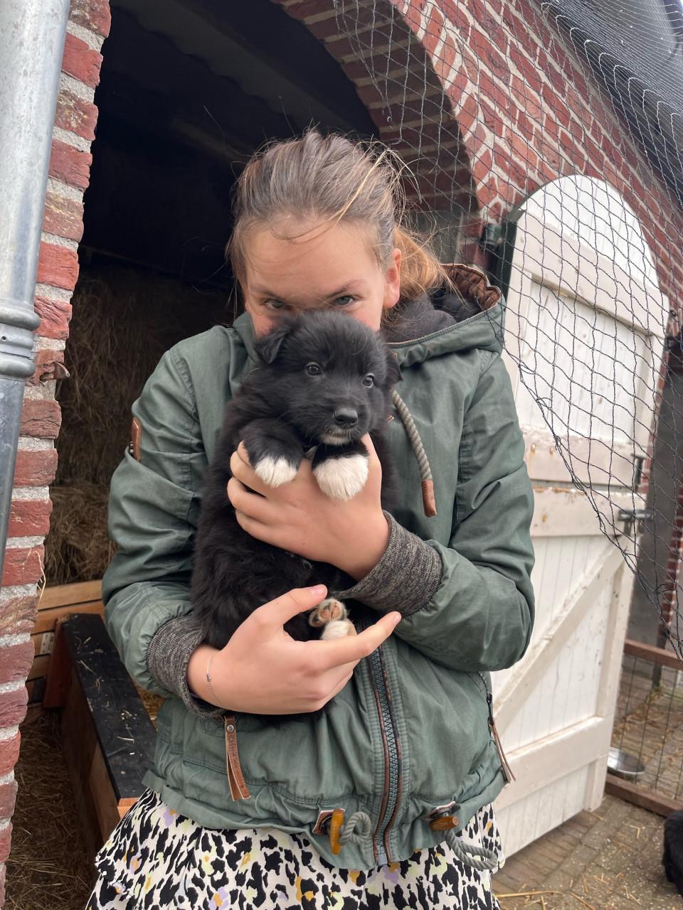 Puppies  duitse herder/ border collie