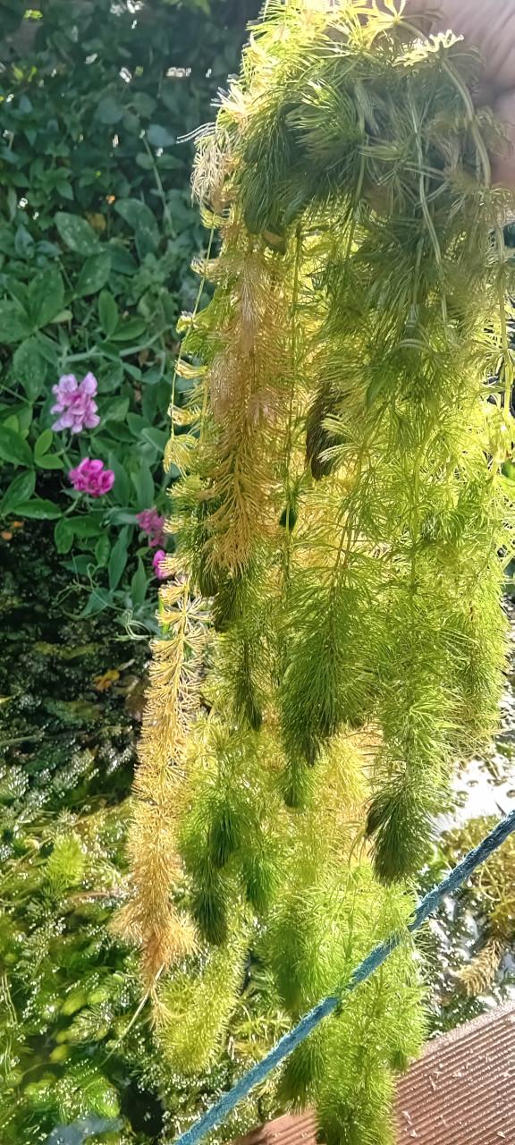 Zuurstofplanten (Hoornblad)