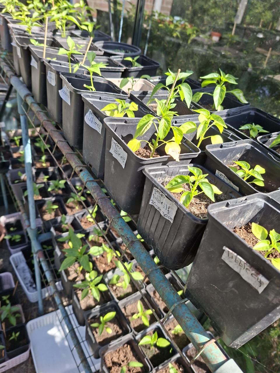 Moestuinplanten