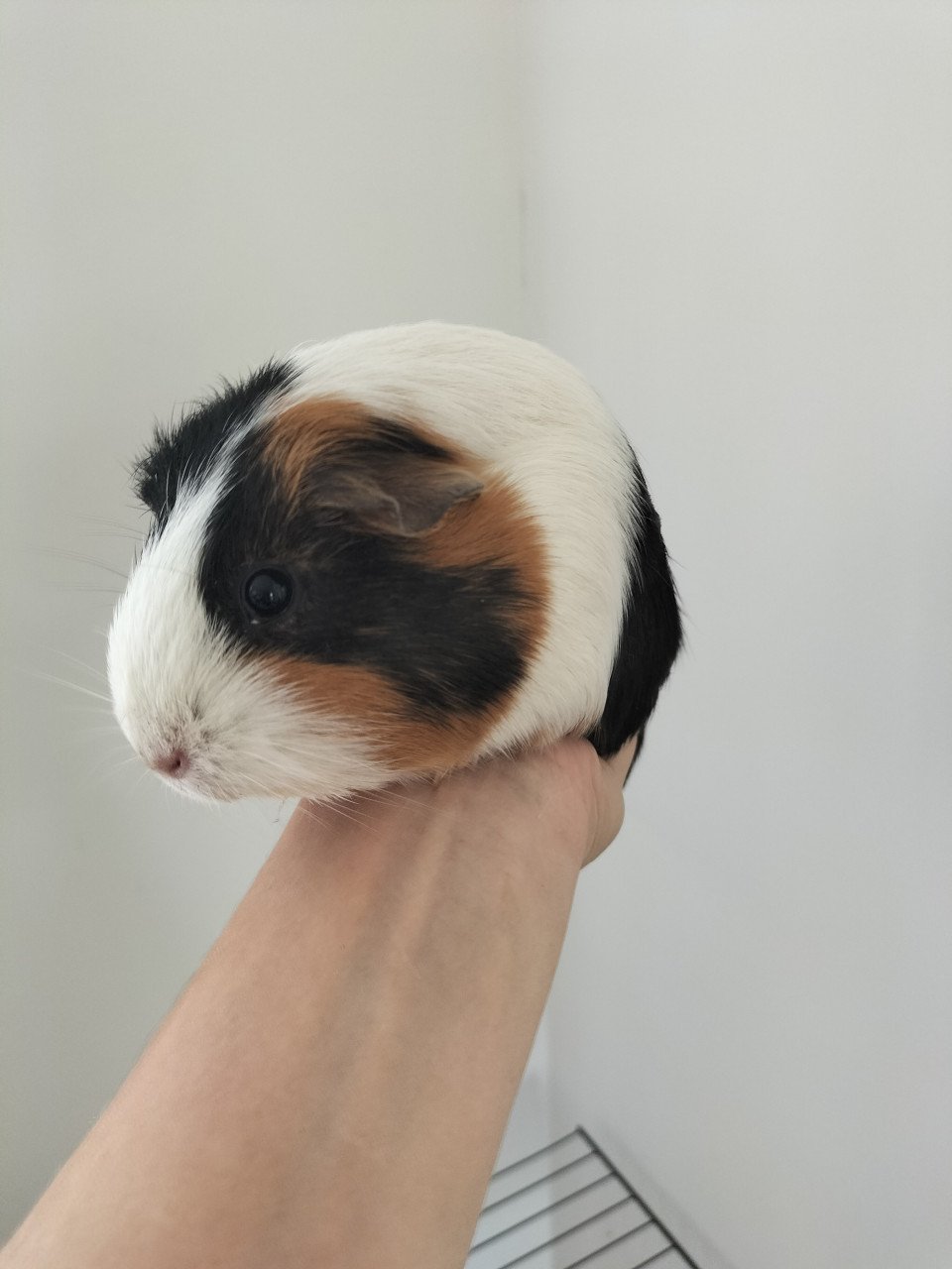 2 vrouwtjes cavia's (half jaar oud) met hok en toebehoren