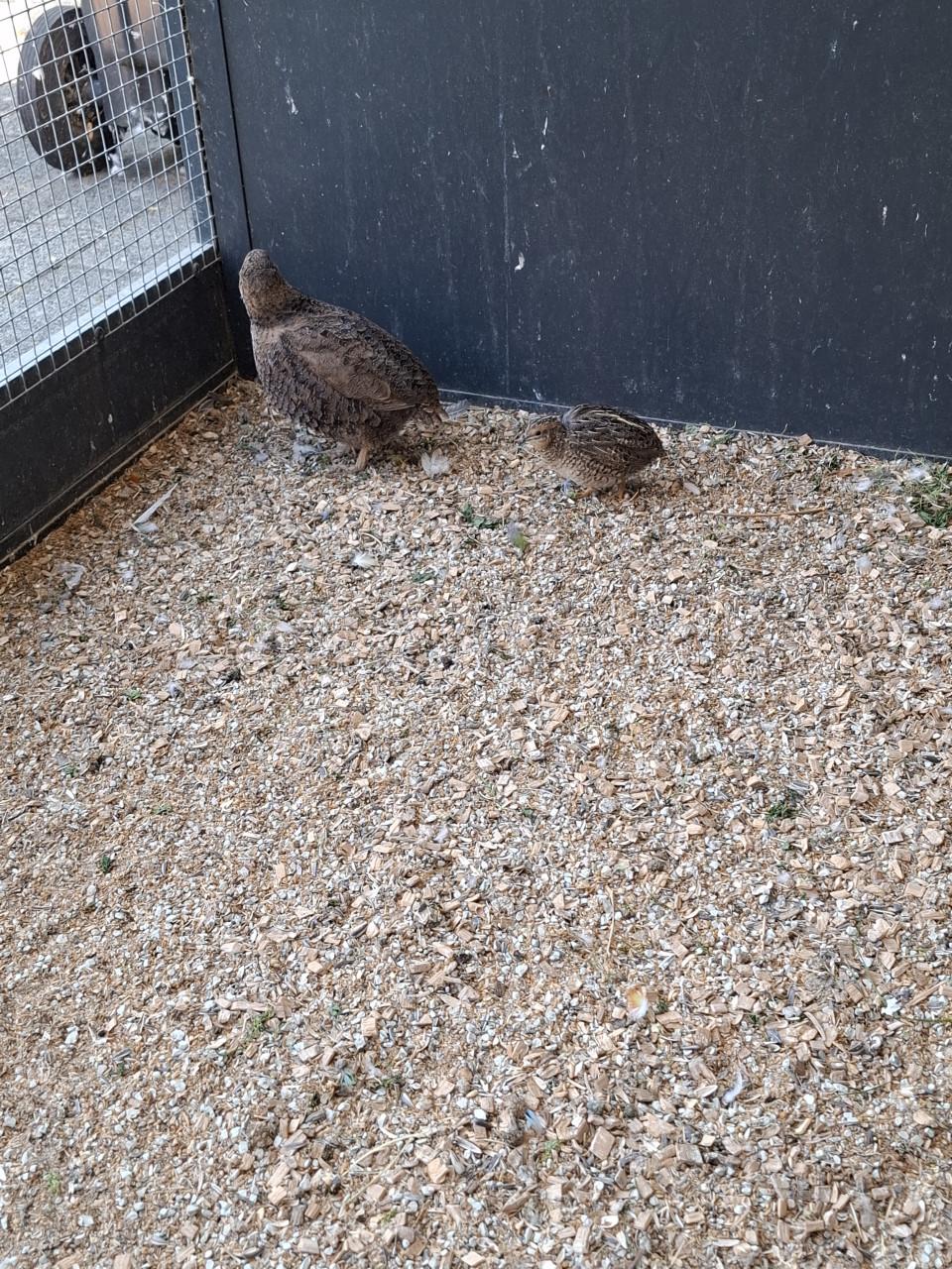 Duo kwartels....