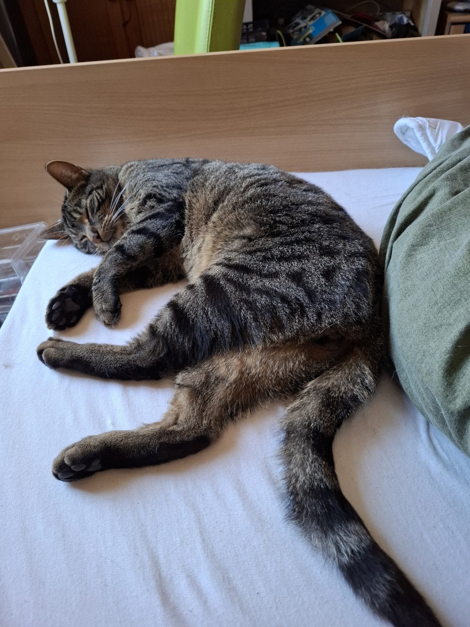 Katten