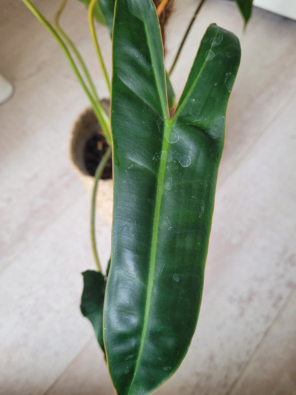 Philodendron billietiae