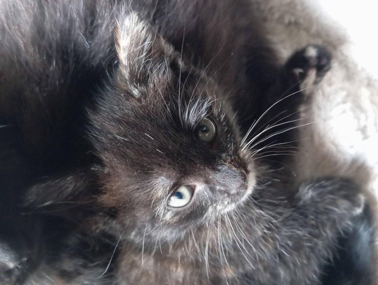 Kitten - vrouwtje