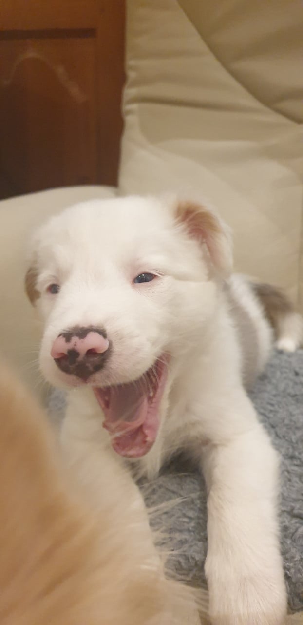 Border Collie