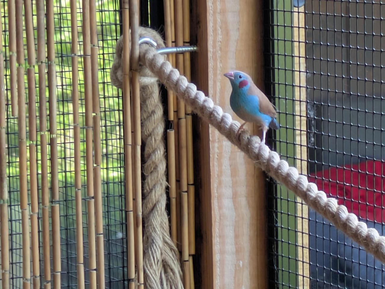 Roodwang blauwfazantje man