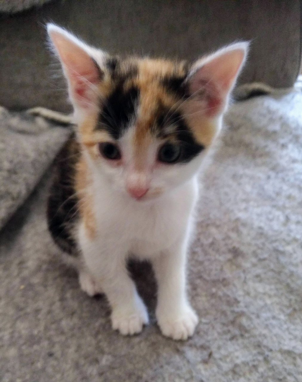 Kitten