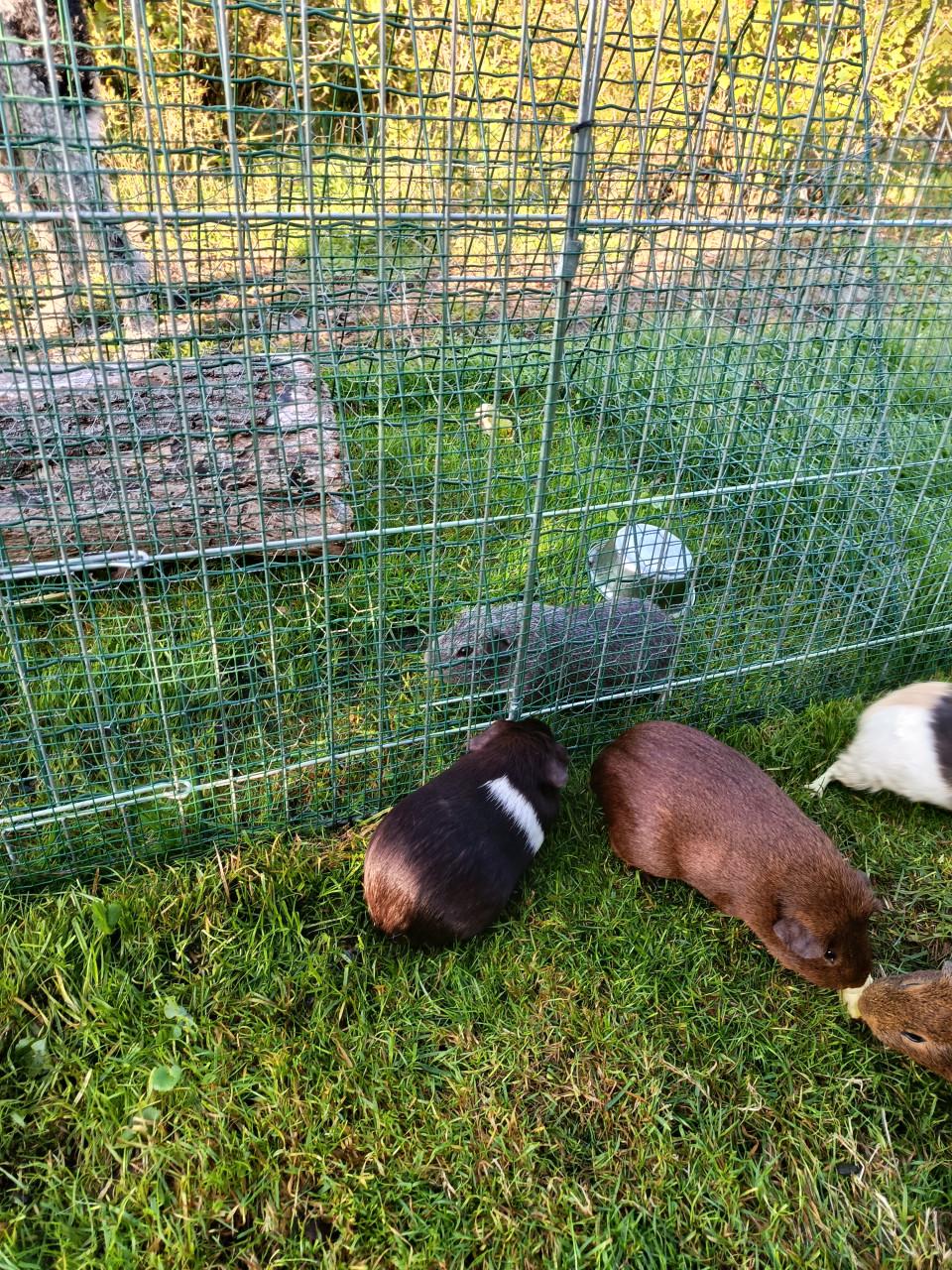 Cavia's te koop 5 zeugjes 2 beertjes