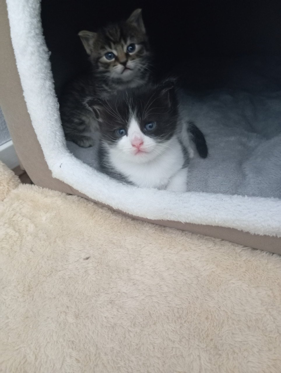 Kittens