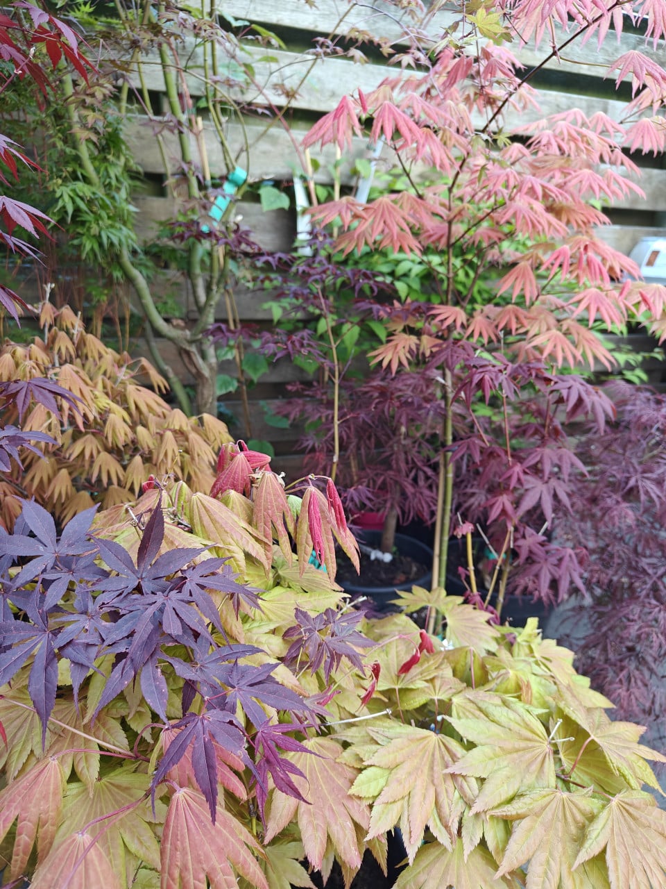 Verschillende soorten Japanse esdoorns Acer palmatum