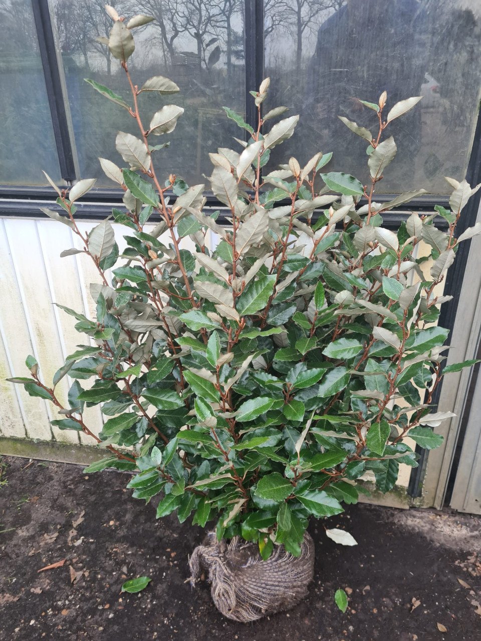 Olijfwilg compacta haagplanten