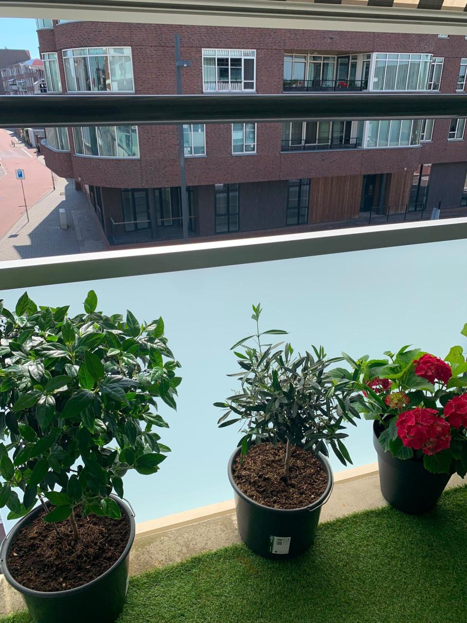 18 prachtige balkon- en tuinplanten