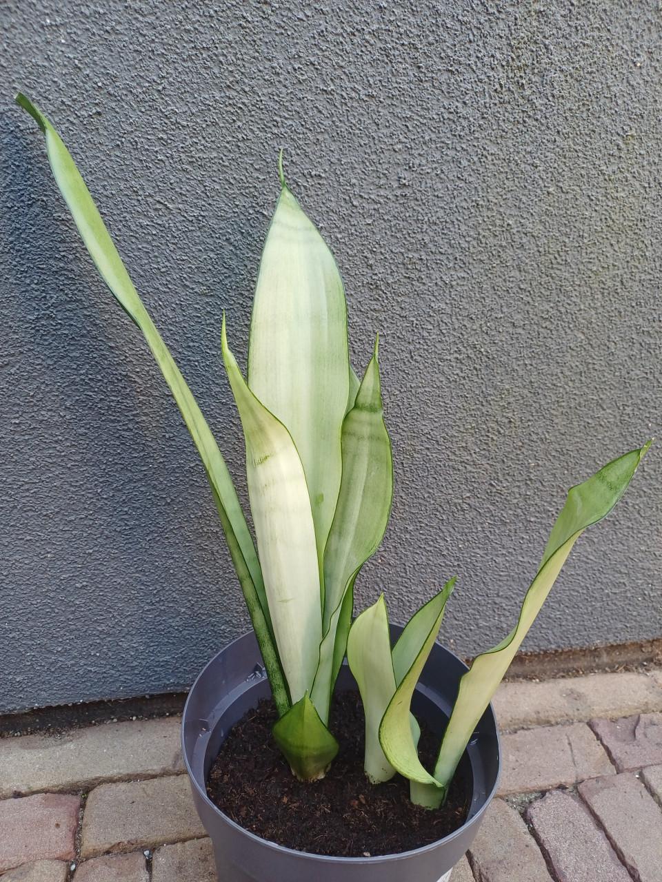 Sansevieria Moonshine, vrouwentong STEKKEN: MAKKELIJKE PLANT