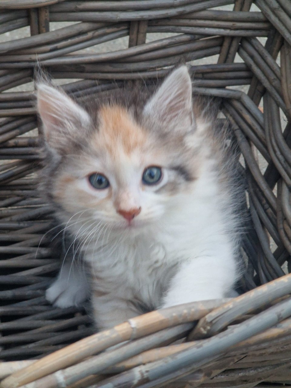 Te koop mooie Maine Coon kittens