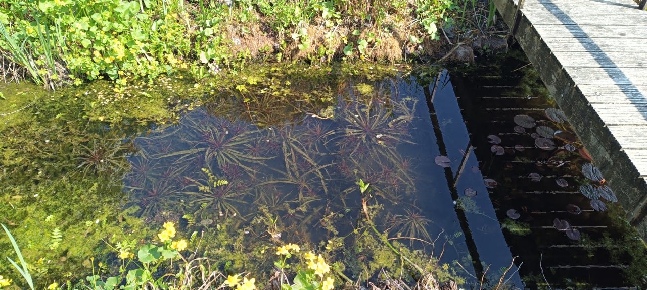 Mooie zuurstofplant voor in de vijver aangeboden, inheemse Krabbescheer.