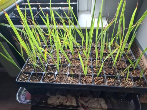 Bak met Jonge washingtonia robusta's