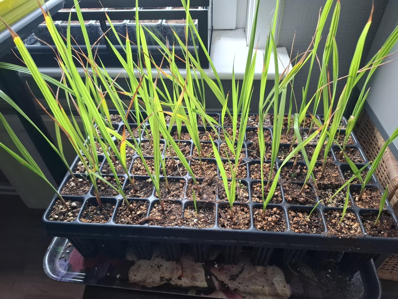 Bak met Jonge washingtonia robusta's