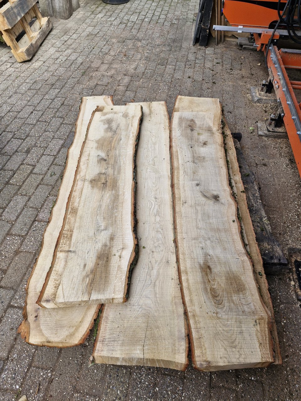 Eiken schaaldelen