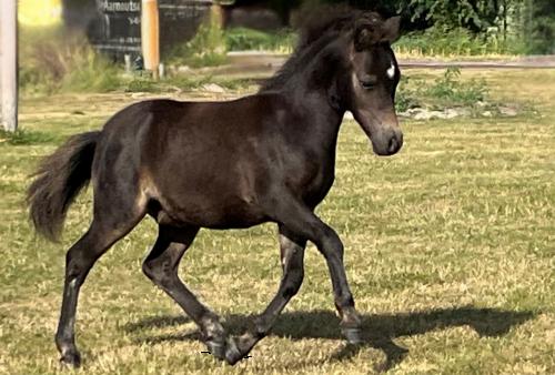 Chique speciale donkerbruine hengstveulen NMPRS