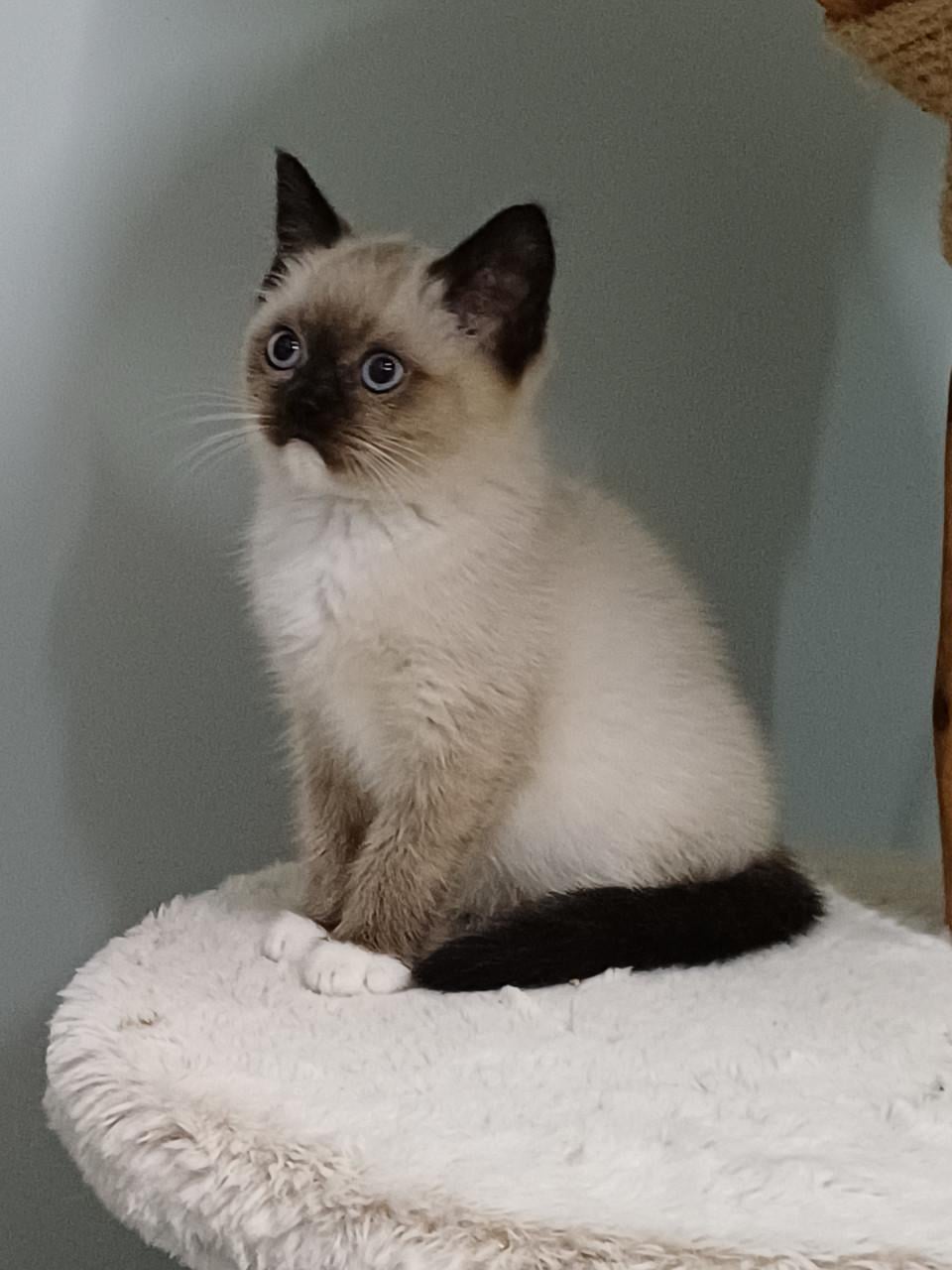 Mooie Brits Korthaar x Ragdoll kittens mogen verhuizen.