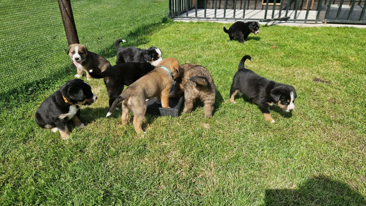 Zwitserse Sennen x Sint Bernard pups