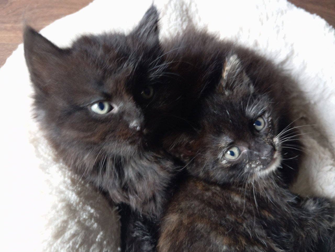 Kitten - mannetje - langharig