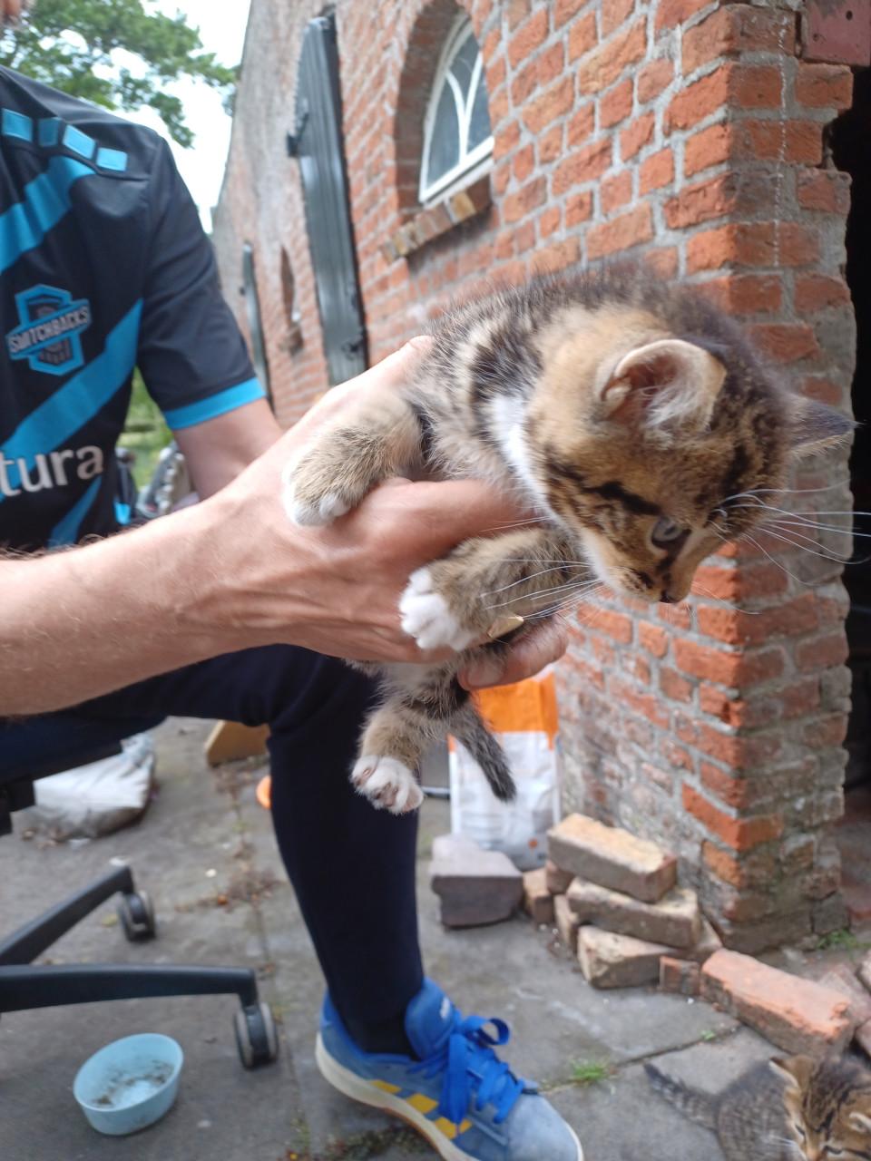 Kittens