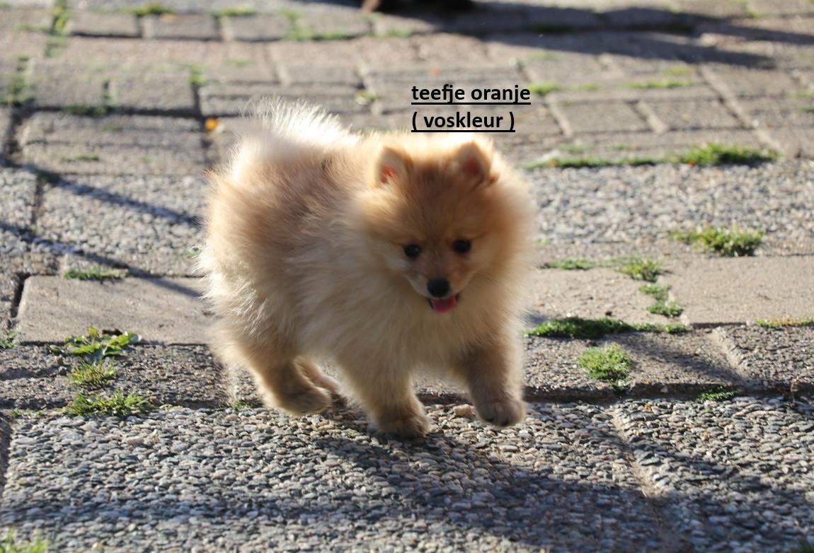 Pomeriaan pups beschikbaar
