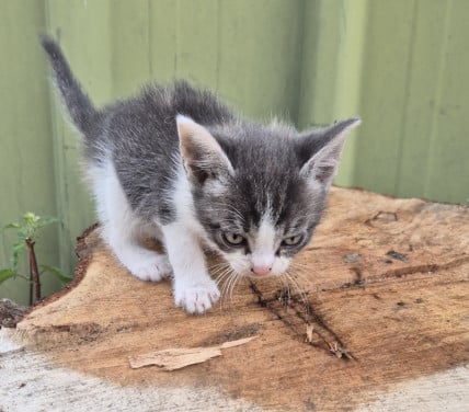 Kittens
