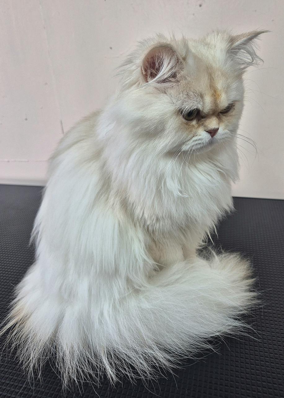 Liefdevolle vachtverzorging voor honden & katten!