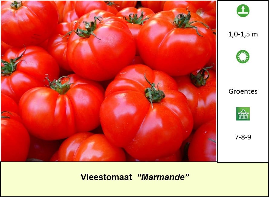 Ook vleestomatenplanten in ons plantenkraampje, €1,25 p/st. ++ TIP ++