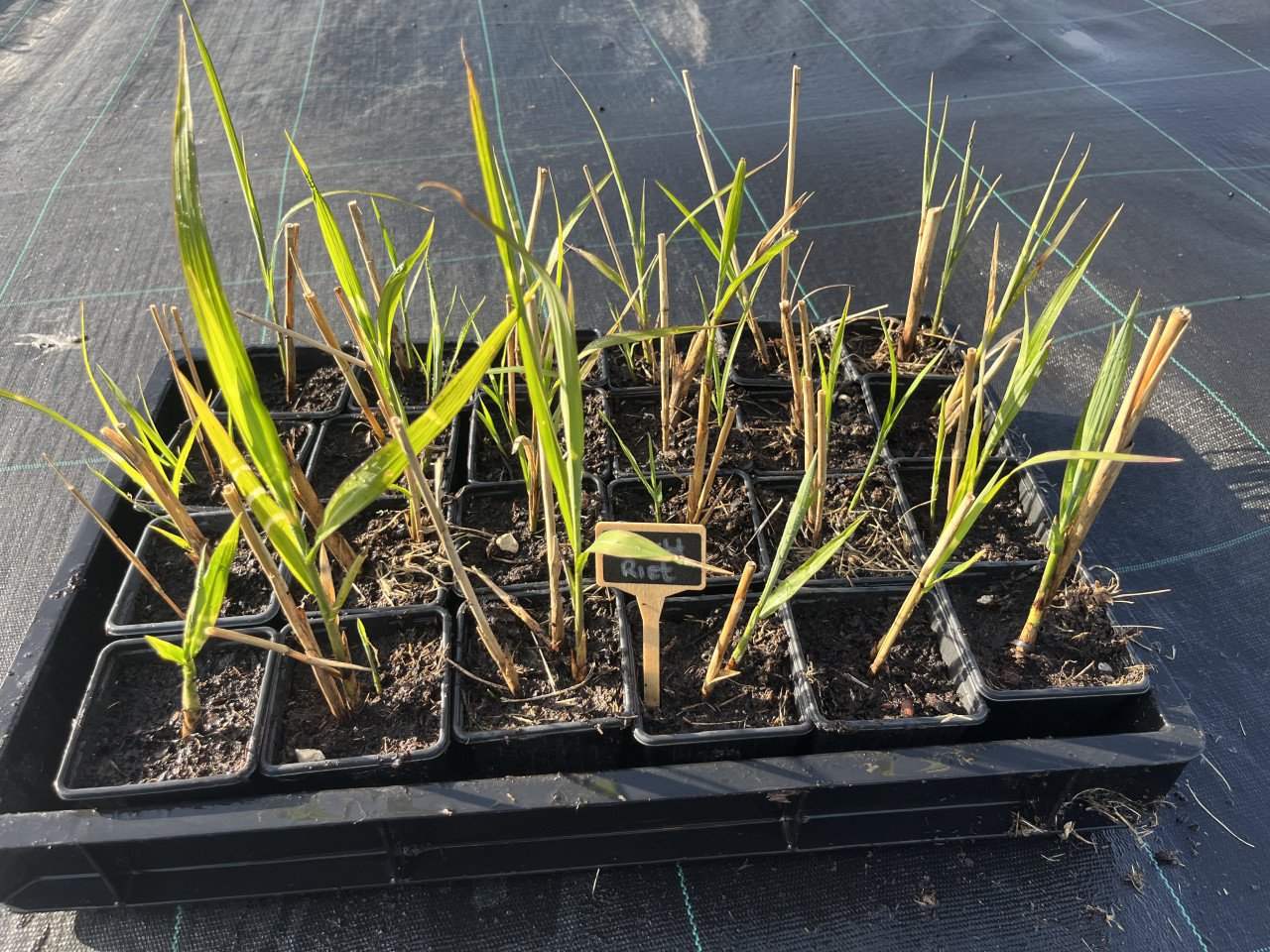 Prachtriet ‘Miscanthus sinensis’