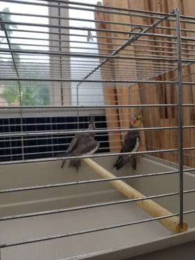 Vogels