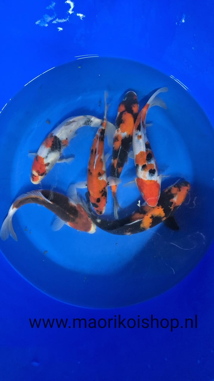 Mooi koi