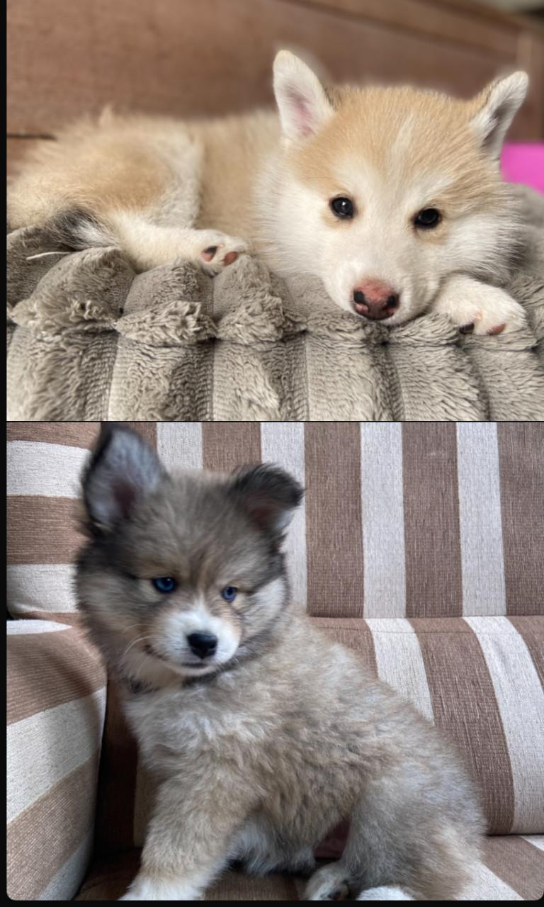 Pomsky pups