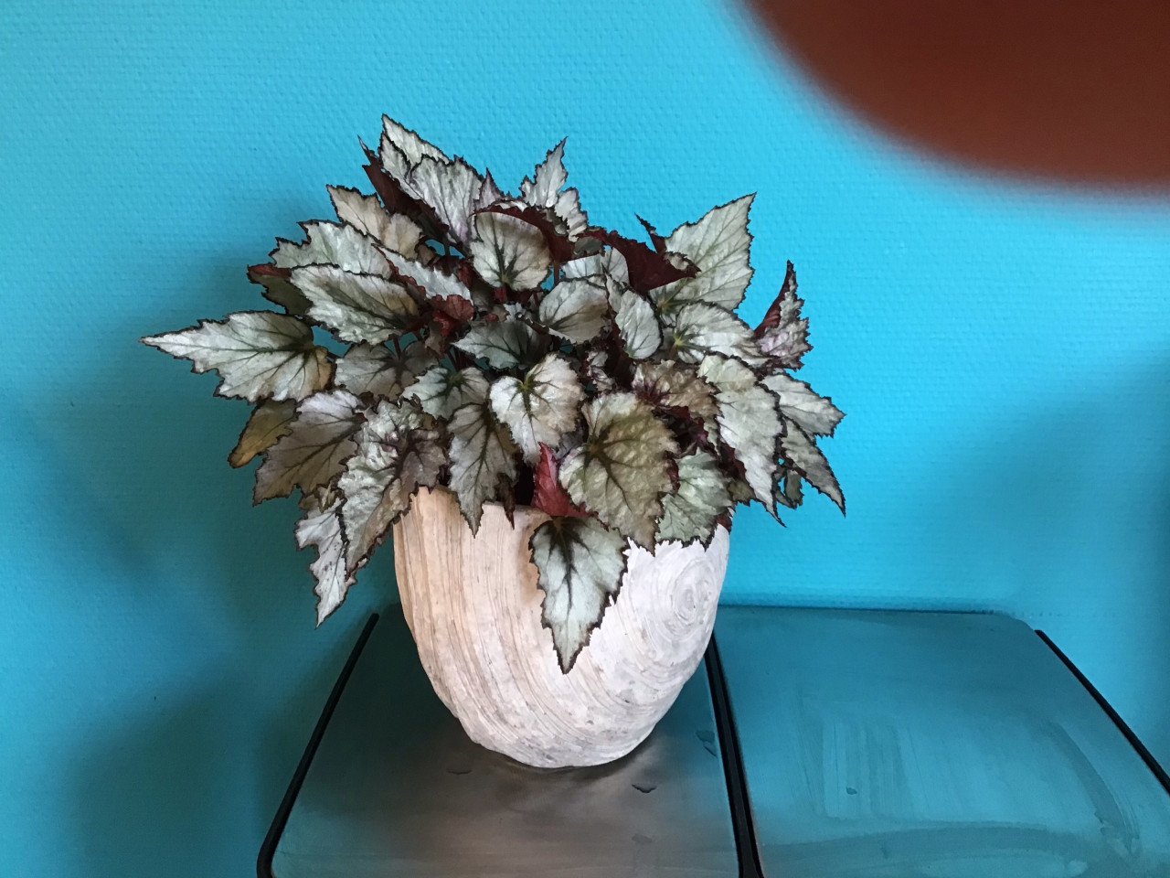 Bladbegonia