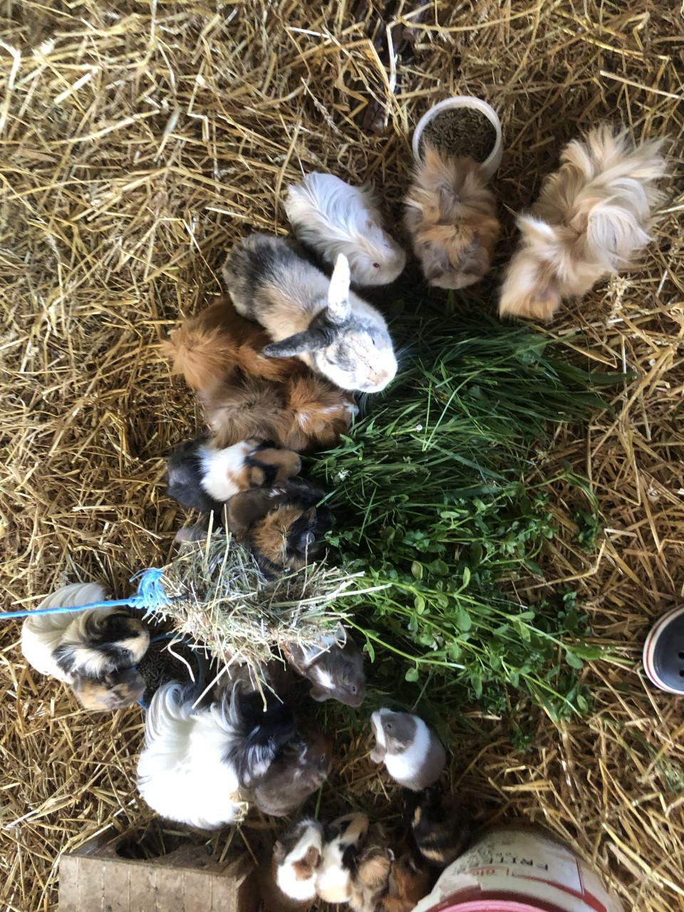 Baby cavia’s!!! Speciale kleurtjes!