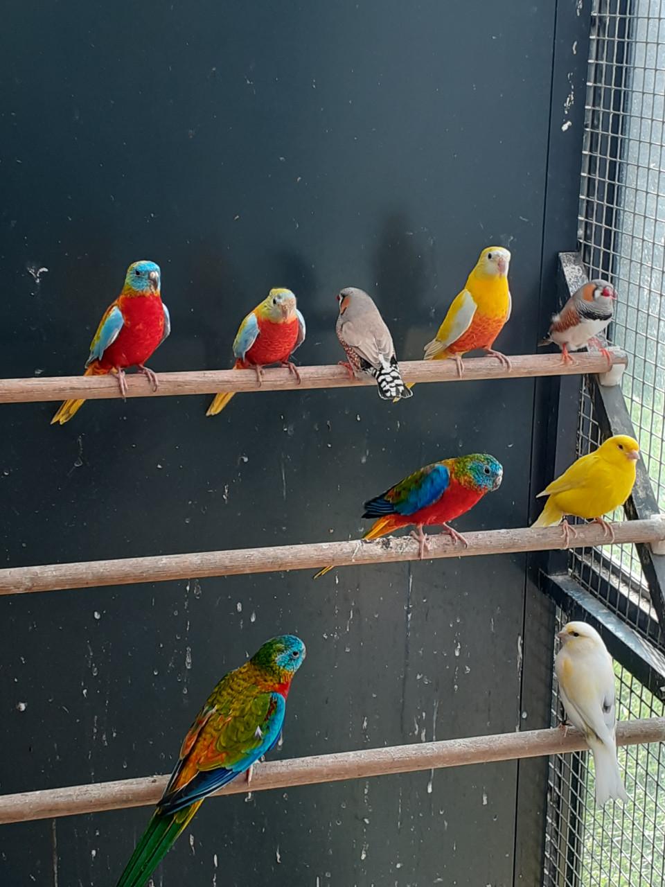 Turquoisineparkieten