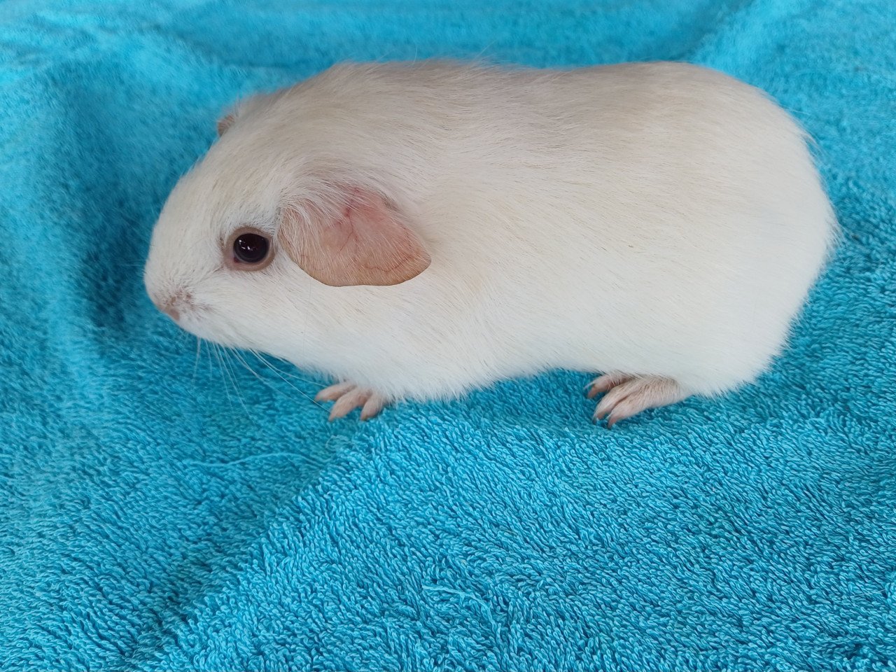 Leuke cavia's aangeboden