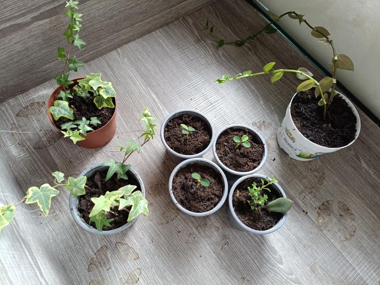 Kamerplantjes verschillende soorten
