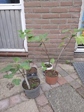 Vijgen stekjes