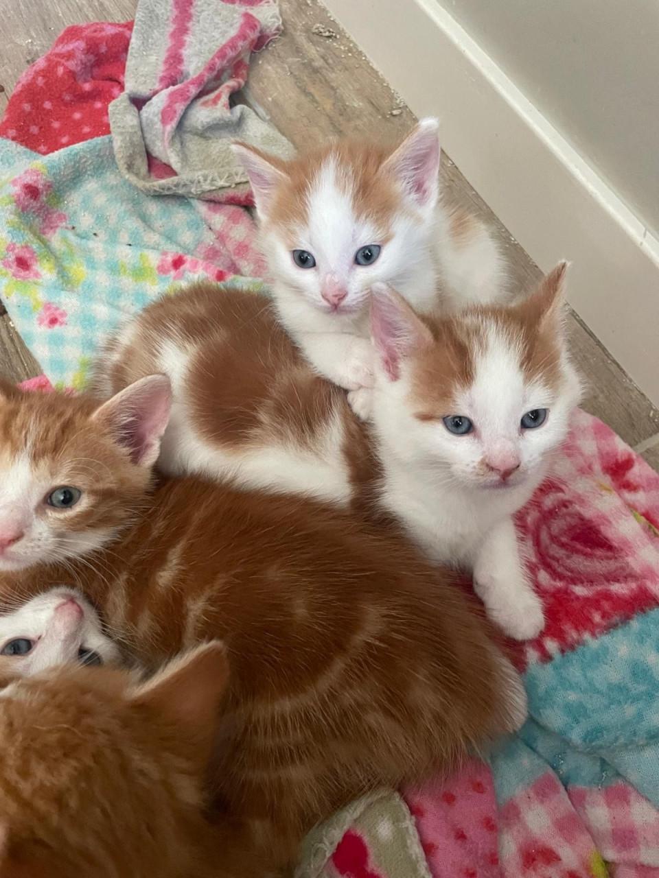 Kittens