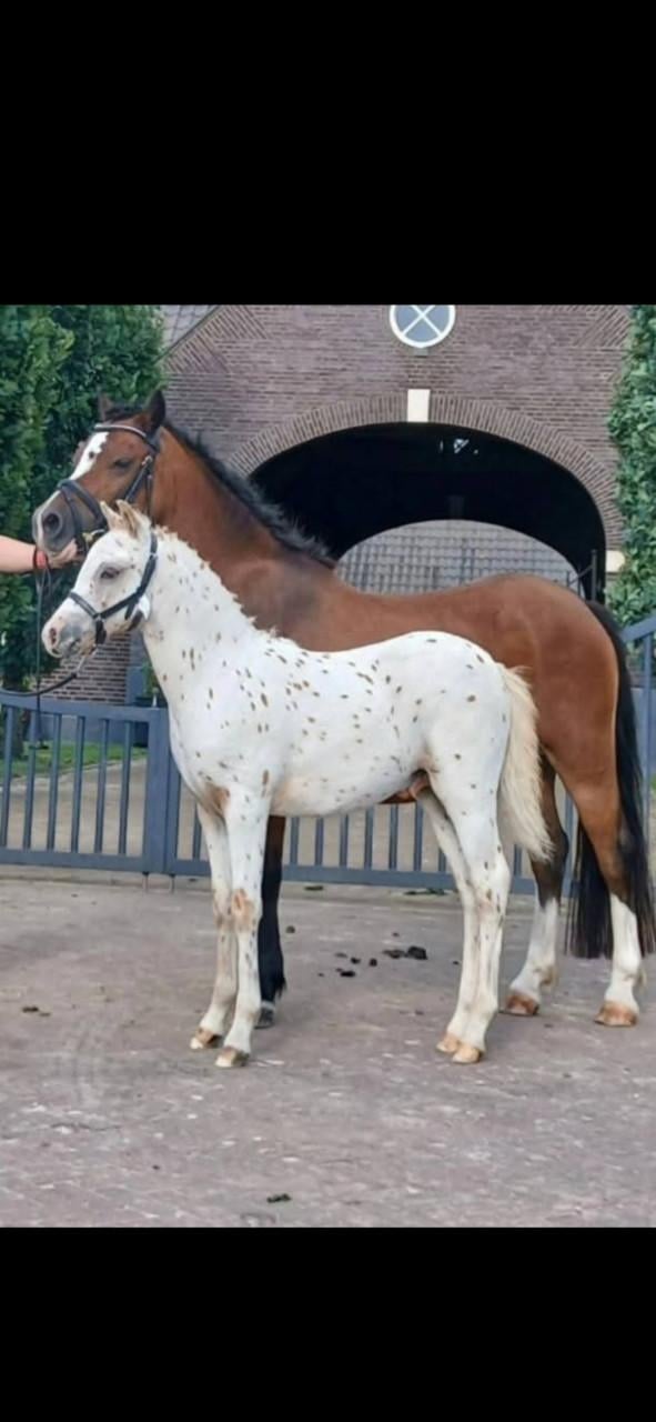 Diversen panterbonte appaloosa hengstveulens