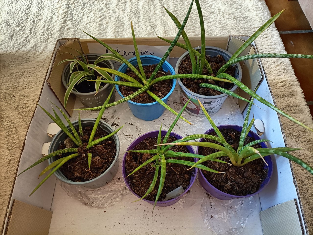 Plantjes Sansevieria Fernwood Mikado. En 1 Graslelie. Voor € 1,- per stuk,