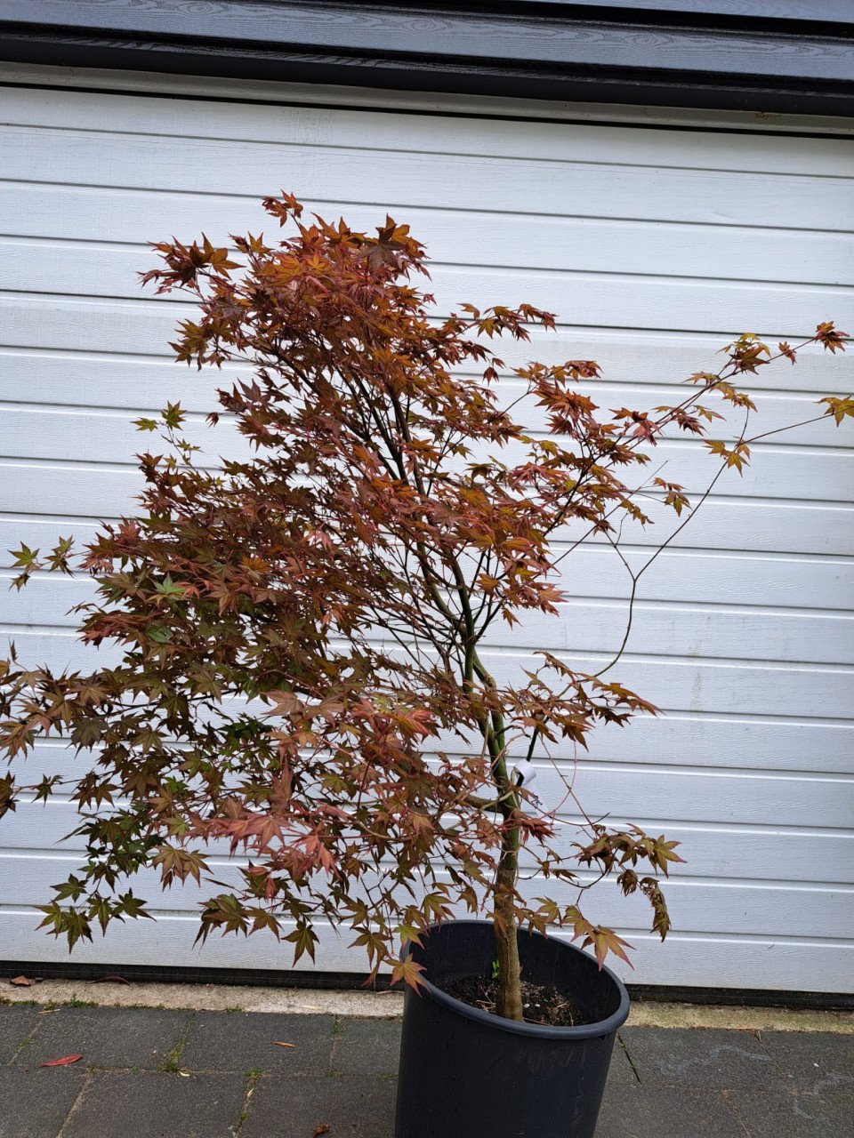 Japanse esdoorn Deshojo Nishiki 'acer palmatum'