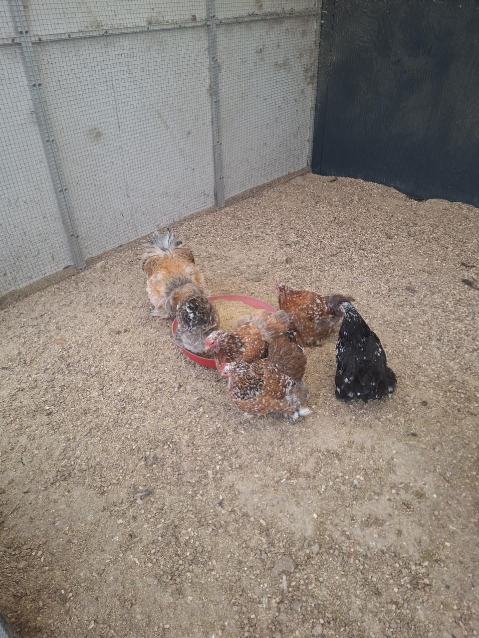 Broedeieren cochin kriel krul x gladvederig