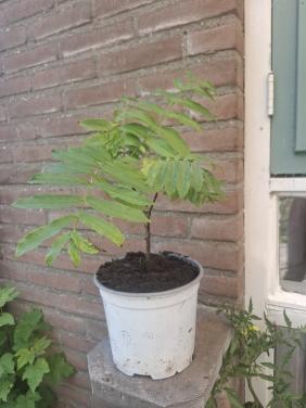 Kaukasische Vleugelnootboom